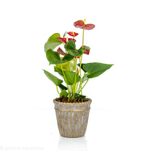 Load image into Gallery viewer, Anthurium
