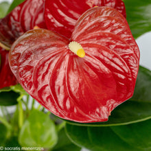 Load image into Gallery viewer, Anthurium1
