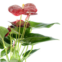 Load image into Gallery viewer, Anthurium1
