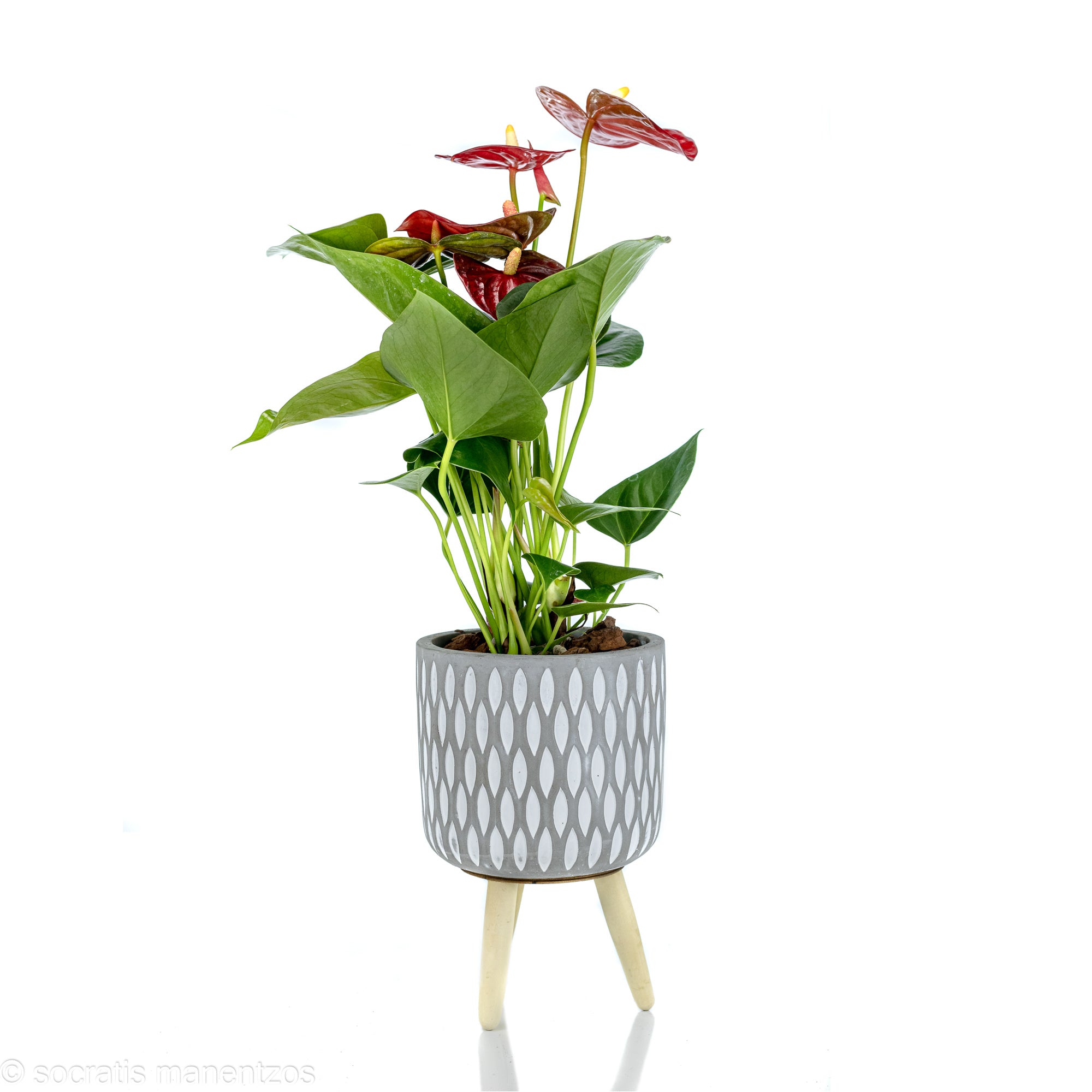 Anthurium1