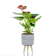 Load image into Gallery viewer, Anthurium1
