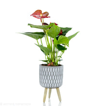 Load image into Gallery viewer, Anthurium1
