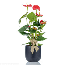 Load image into Gallery viewer, Anthurium2
