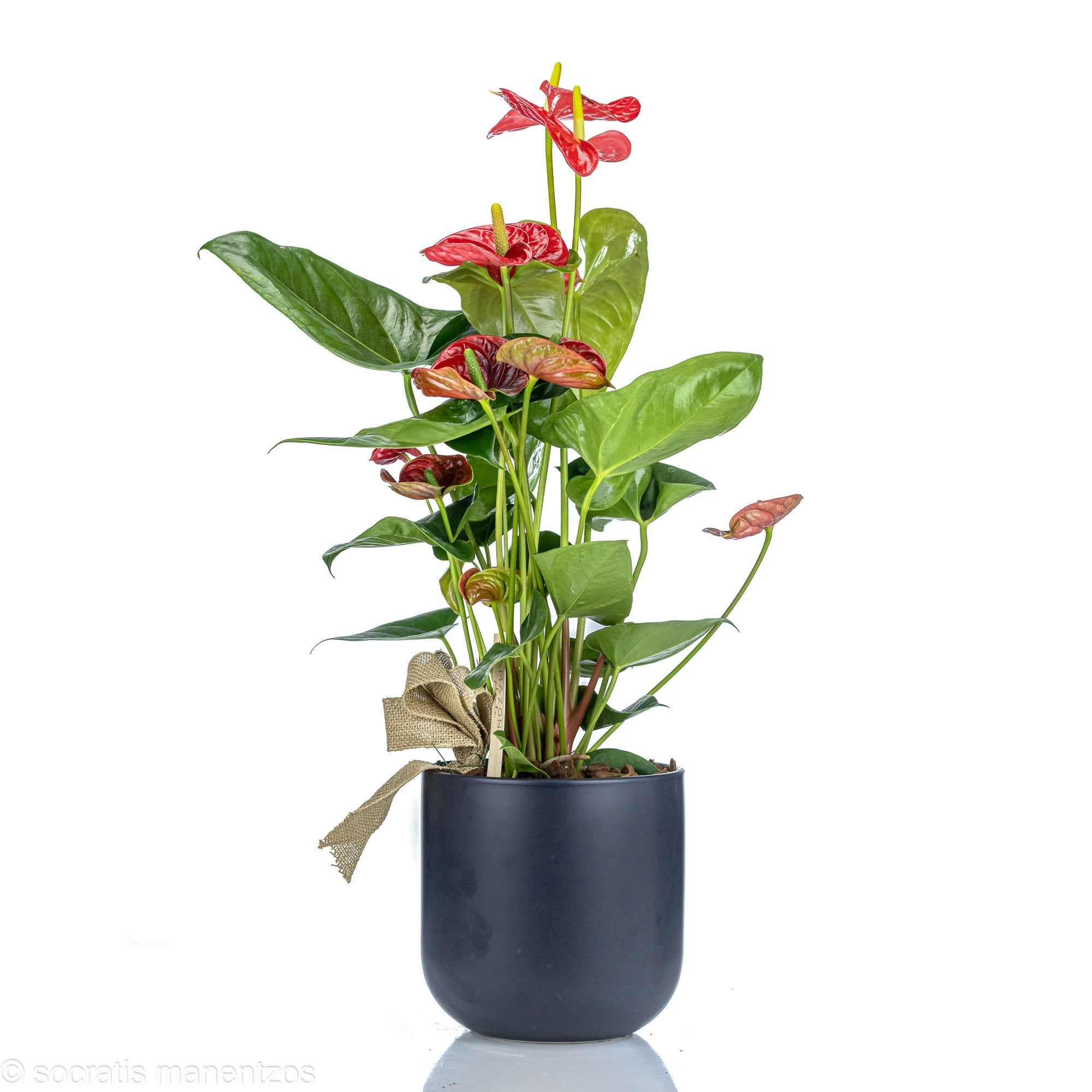 Anthurium2