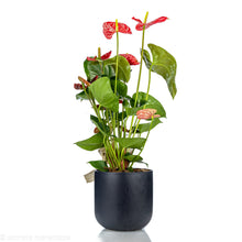 Load image into Gallery viewer, Anthurium2
