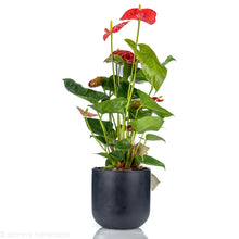 Load image into Gallery viewer, Anthurium2
