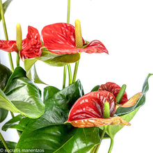 Load image into Gallery viewer, Anthurium2
