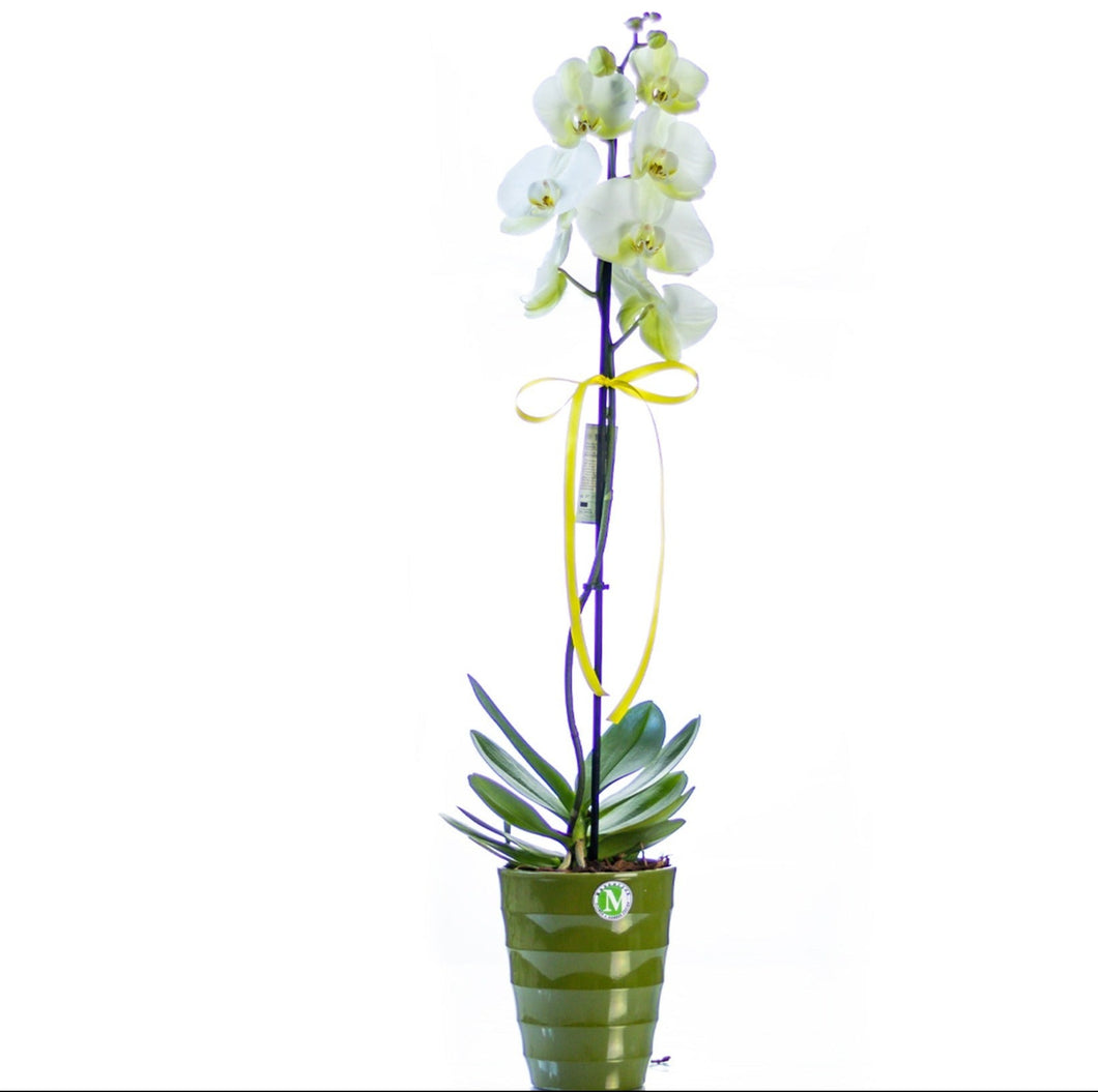 One stem White Orchid