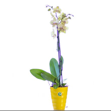 Load image into Gallery viewer, One stem Yellow/Pink Orchid
