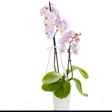 Load image into Gallery viewer, Two stem Light Pink Orchid
