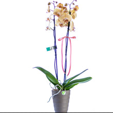 Load image into Gallery viewer, Two stem Peach Orchid
