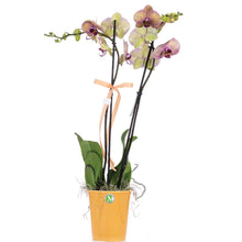 Load image into Gallery viewer, Two stem Pink/Yellow Orchid
