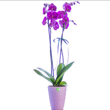 Load image into Gallery viewer, Two stem Purple Orchid
