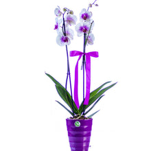 Load image into Gallery viewer, Two stem White/Purple Orchid
