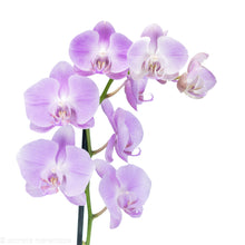 Load image into Gallery viewer, Pink Orchid
