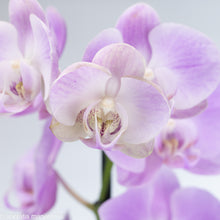 Load image into Gallery viewer, Pink Orchid
