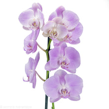 Load image into Gallery viewer, Pink Orchid
