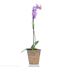 Load image into Gallery viewer, Pink Orchid
