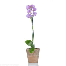 Load image into Gallery viewer, Pink Orchid
