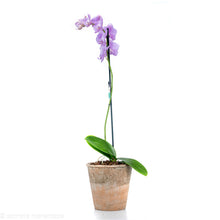 Load image into Gallery viewer, Pink Orchid
