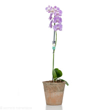 Load image into Gallery viewer, Pink Orchid
