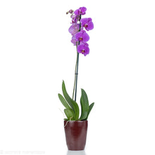 Load image into Gallery viewer, Purple Orchid
