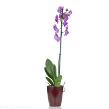 Load image into Gallery viewer, Purple Orchid
