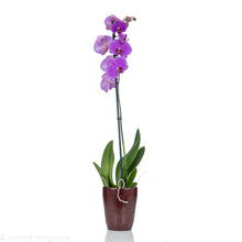 Load image into Gallery viewer, Purple Orchid
