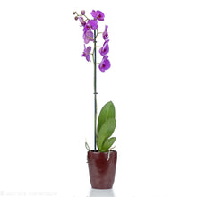 Load image into Gallery viewer, Purple Orchid
