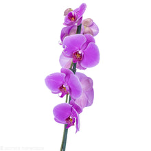 Load image into Gallery viewer, Purple Orchid
