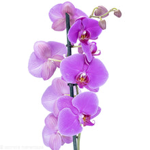 Load image into Gallery viewer, Purple Orchid
