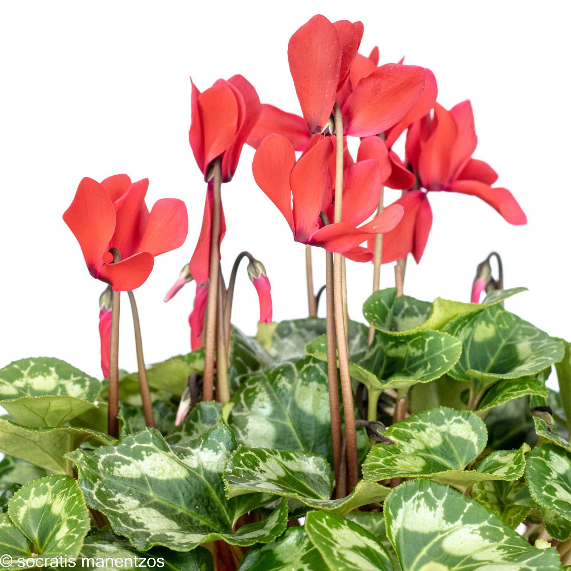 Red Cyclamen