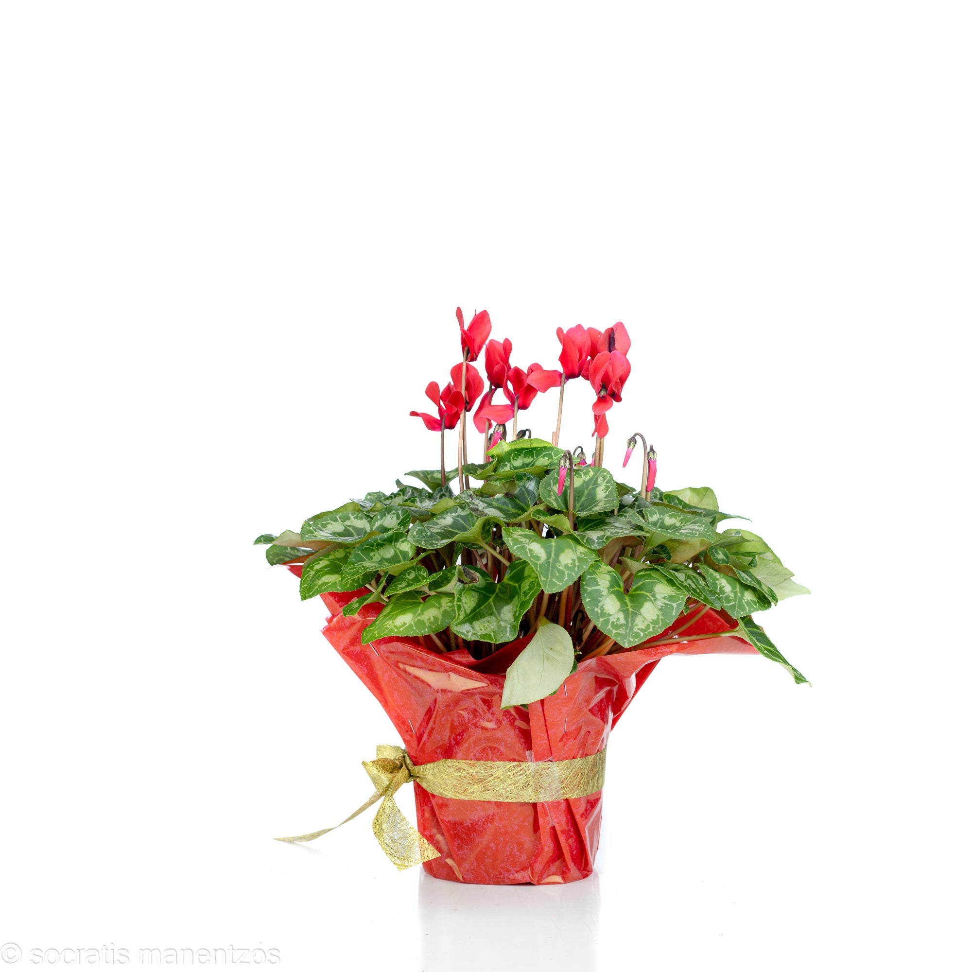 Red Cyclamen