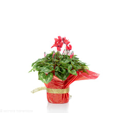 Load image into Gallery viewer, Red Cyclamen
