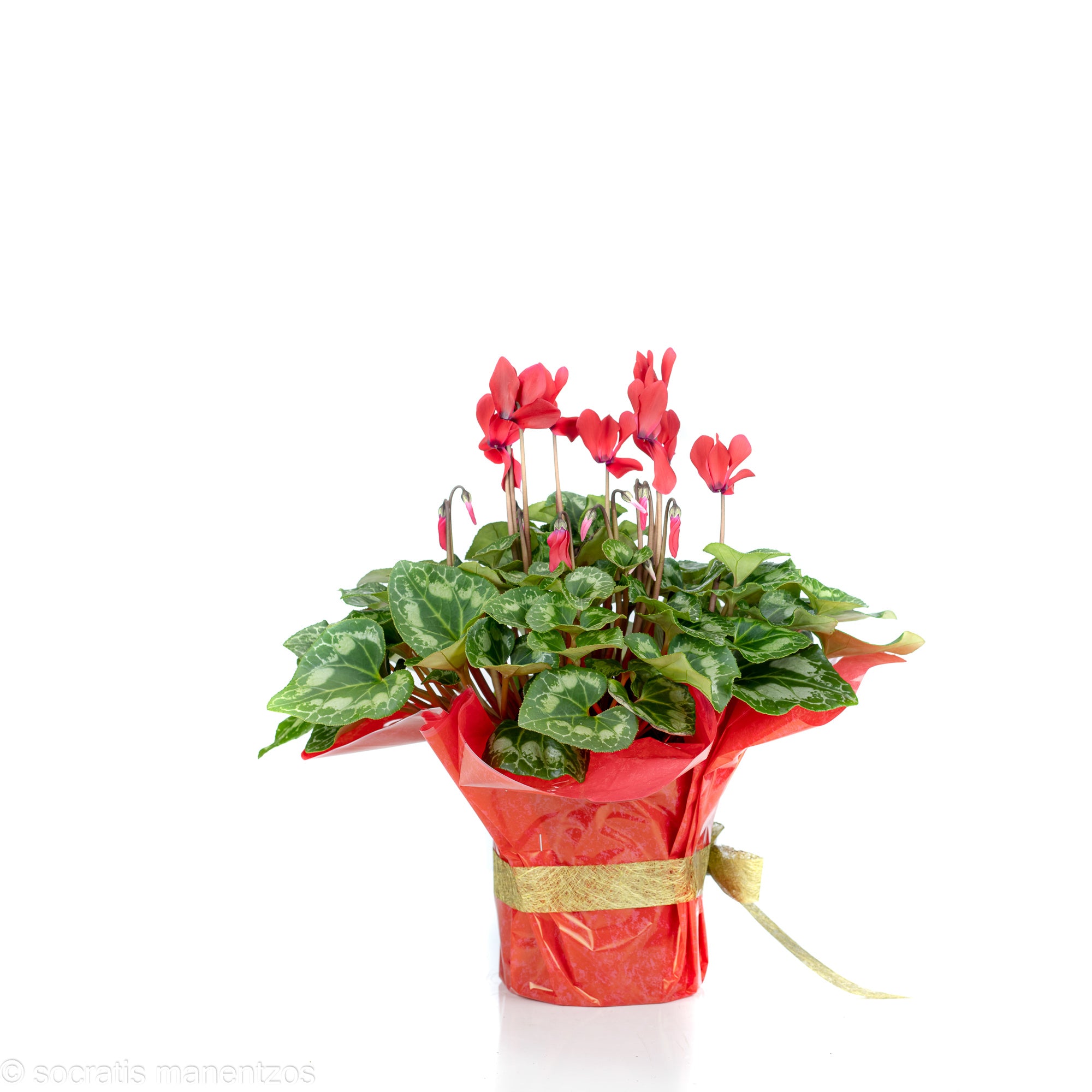 Red Cyclamen