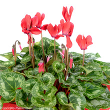 Load image into Gallery viewer, Red Cyclamen
