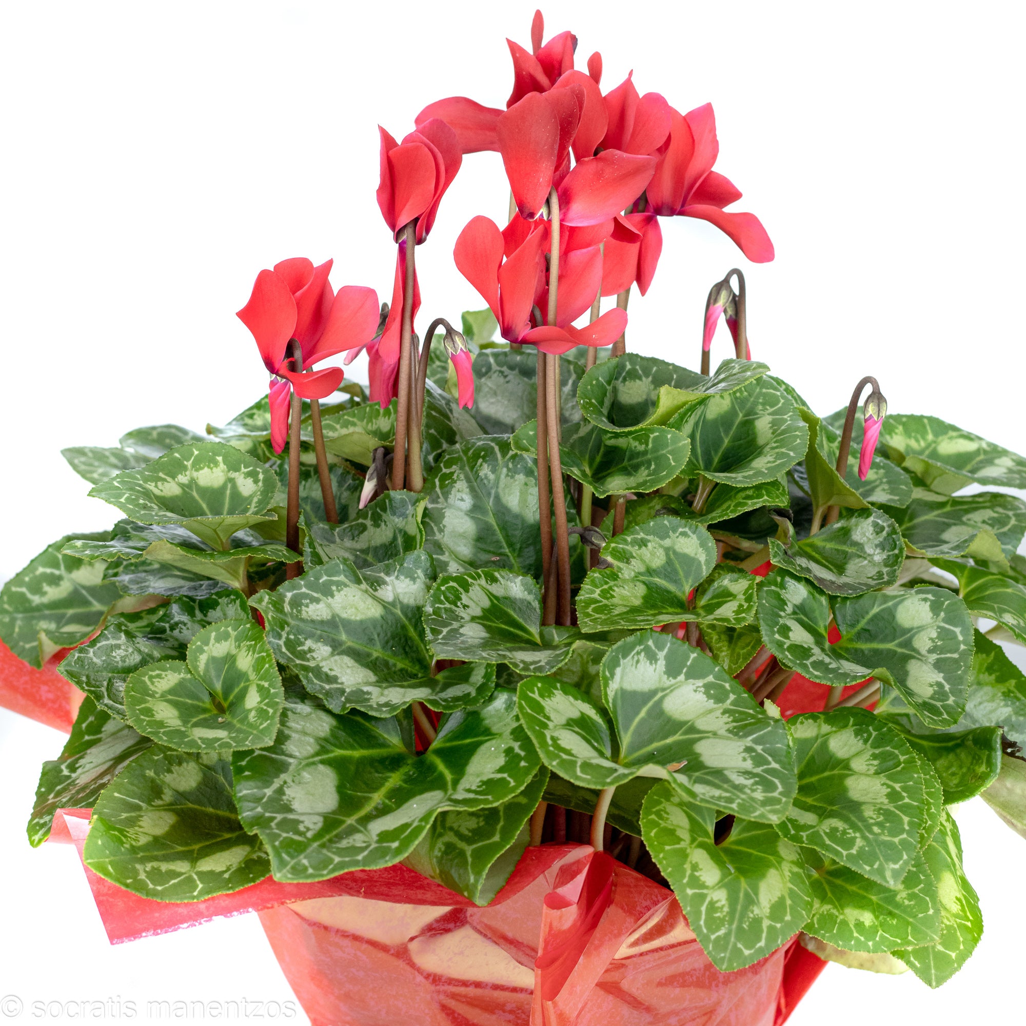 Red Cyclamen